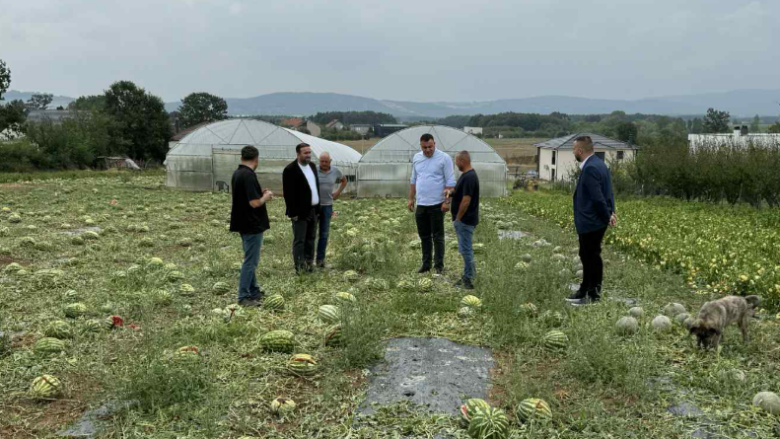 Komuna e Ferizajt premton kompensim për fermerët e dëmtuar nga breshëri