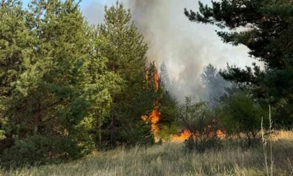 Zjarre në Podujevë, digjet sipërfaqe e madhe me pisha