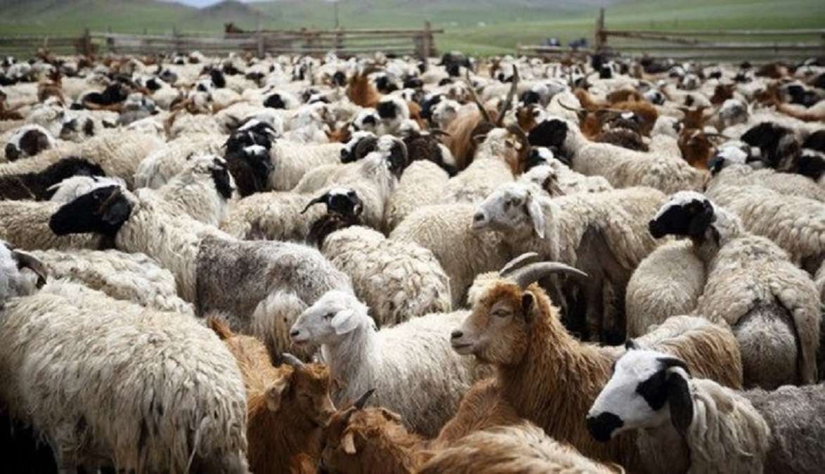 Konfirmohet sëmundja e murtajës së deleve në Kosovë