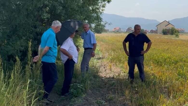 Disa fermerë në Shtime ankohen se pesticidet ua dëmtuan mbi 20 hektar me kulturën e grurit